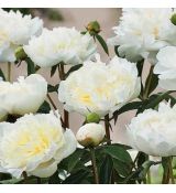 Paeonia lactiflora ´Duchesse de Nemours´
