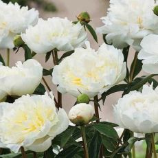 Paeonia lactiflora ´Duchesse de Nemours´