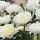 Paeonia lactiflora ´Duchesse de Nemours´