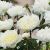 Paeonia lactiflora ´Duchesse de Nemours´