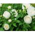 Paeonia lactiflora ´Duchesse de Nemours´