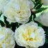 Paeonia lactiflora ´Duchesse de Nemours´
