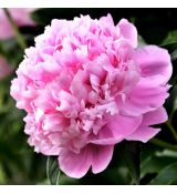 Paeonia lactiflora ´Monsieur Jules Elie´