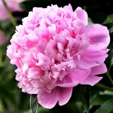 Paeonia lactiflora ´Monsieur Jules Elie´