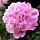 Paeonia lactiflora ´Monsieur Jules Elie´