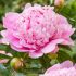 Paeonia lactiflora ´Monsieur Jules Elie´