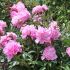Paeonia lactiflora ´Monsieur Jules Elie´
