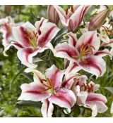 Lilium ´Oriental Hachi´
