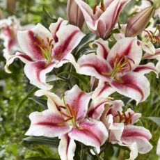 Lilium ´Oriental Hachi´