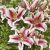 Lilium ´Oriental Hachi´