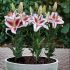 Lilium ´Oriental Hachi´