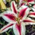 Lilium ´Oriental Hachi´