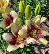 Lilium ´Easy Spot´