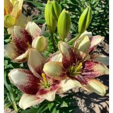 Lilium ´Easy Spot´