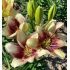 Lilium ´Easy Spot´