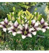 Lilium ´Easy Spot´