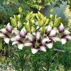 Lilium ´Easy Spot´