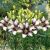 Lilium ´Easy Spot´