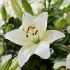 Lilium ´Happy Snow´