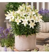 Lilium ´Happy Snow´