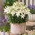 Lilium ´Happy Snow´