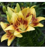 Lilium ´Tiny Nugget´