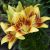 Lilium ´Tiny Nugget´