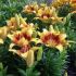 Lilium ´Tiny Nugget´
