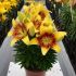 Lilium ´Tiny Nugget´