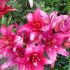 Lilium ´Trendy Dakota´
