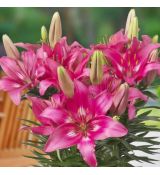 Lilium ´Trendy Dakota´