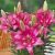 Lilium ´Trendy Dakota´