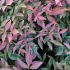 Nandina domestica ´Flirt´®