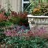Nandina domestica ´Flirt´®