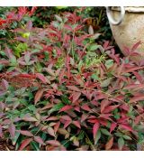 Nandina domestica ´Flirt´®