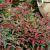 Nandina domestica ´Flirt´®