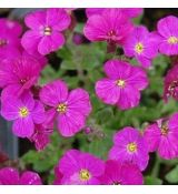 Aubrieta x hybrida´Axcent Dark Red´