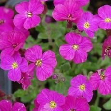 Aubrieta x hybrida´Axcent Dark Red´