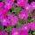 Aubrieta x hybrida´Axcent Dark Red´