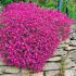 Aubrieta x hybrida´Axcent Dark Red´