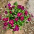 Aubrieta x hybrida´Axcent Dark Red´