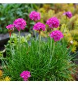 Armeria maritima 'Morning Star Rose'