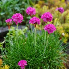 Armeria maritima 'Morning Star Rose'