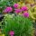 Armeria maritima 'Morning Star Rose'
