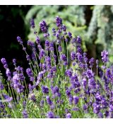 Levanduľa úzkolistá 'Montagnac Purple'