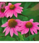 Echinacea purpurea ´Pow Wow Wild Berry´