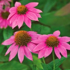 Echinacea purpurea ´Pow Wow Wild Berry´