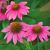 Echinacea purpurea ´Pow Wow Wild Berry´