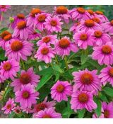 Echinacea purpurea ´Pow Wow Wild Berry´