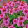 Echinacea purpurea ´Pow Wow Wild Berry´